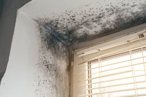 Affordable Commercial Mold Remediation solutions in Pope Army Airfield, NC